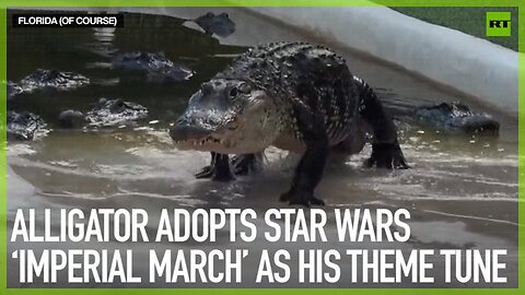 Alligator adopts Star Wars ‘Imperial March’ as his theme tune