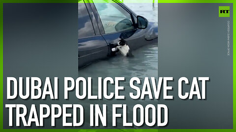 Dubai police save cat trapped in flood