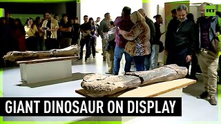 Recently found giant dinosaur on display in Argentina
