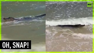 Alligator takes beach vacation
