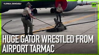Huge gator wrestled from airport tarmac