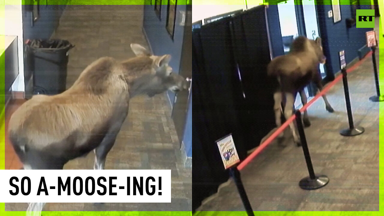 Moose on the Loose Elk swings by Alaska movie theater, munches popcorn