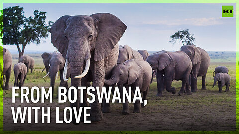 Botswana threatens to send ‘gift’ of 20,000 elephants to Germany