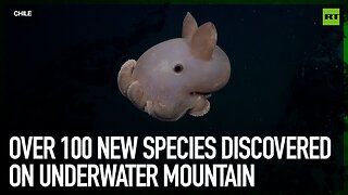 Over 100 new species discovered on underwater mountain