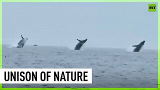 Astonishing! Three humpback whales jump in unison