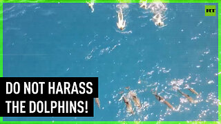 Dozens of swimmers accused of harassing dolphins in Hawaii