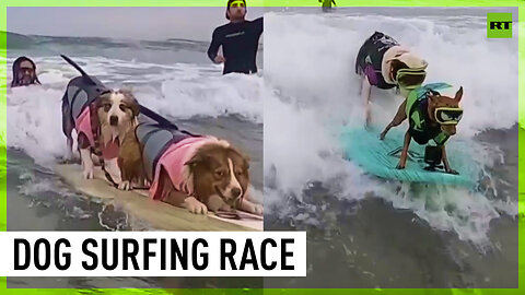 Doggies show off their surfing skills at charity event