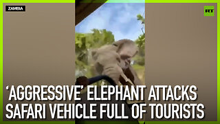 ‘Aggressive’ elephant attacks safari vehicle full of tourists
