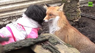 Unlikely union | Rescued fox befriends a poodle
