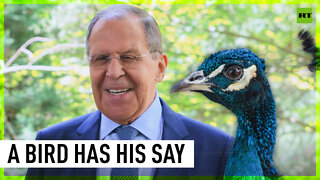Peacock interrupts Lavrov press conference