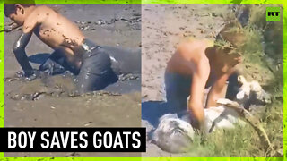 Chechen boy rescues drowning baby goats
