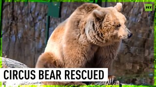 Circus bear rescued from Ukraine finds home in Romania