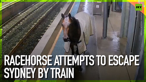 Racehorse attempts to escape Sydney by train
