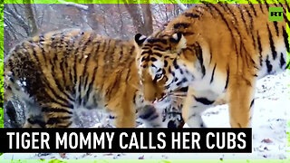 Trail cam catches rare Amur tiger mother and her cubs