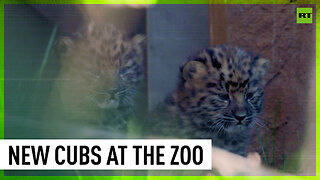 Rare newborn leopard cubs arrive at San Diego Zoo
