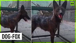 World’s first known dog-fox hybrid discovered
