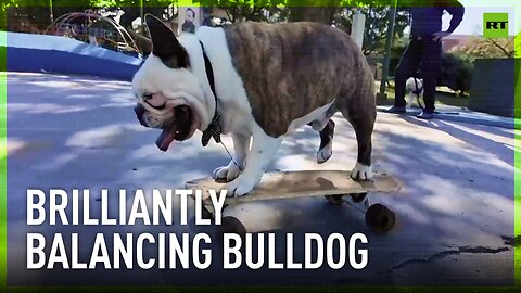 Bulldog goes skateboarding in Argentina