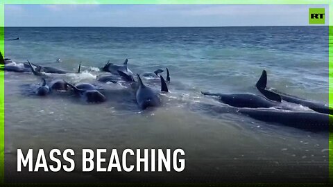 Over 100 whales beached on western Australian coast