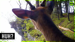 What? Who? Where? Curious deer explores Russian forest