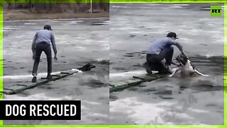 Locals save dog stuck in frozen Moscow lake