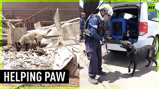 Cadaver dogs help recover Hawaii wildfires victims