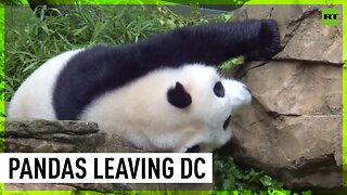 Giant pandas say goodbye to Smithsonian National Zoo