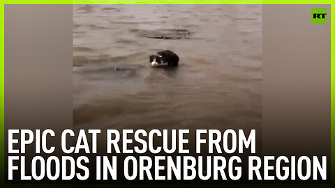 Epic cat rescue from floods in Orenburg region