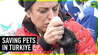 Animal rescue teams help hundreds of pets in Türkiye