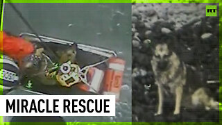 Dog miraculously rescued after 90m fall