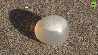 Argentinian beaches covered with squillions of pearly-looking eggs