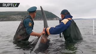 Russia's EMERCOM workers save killer whale